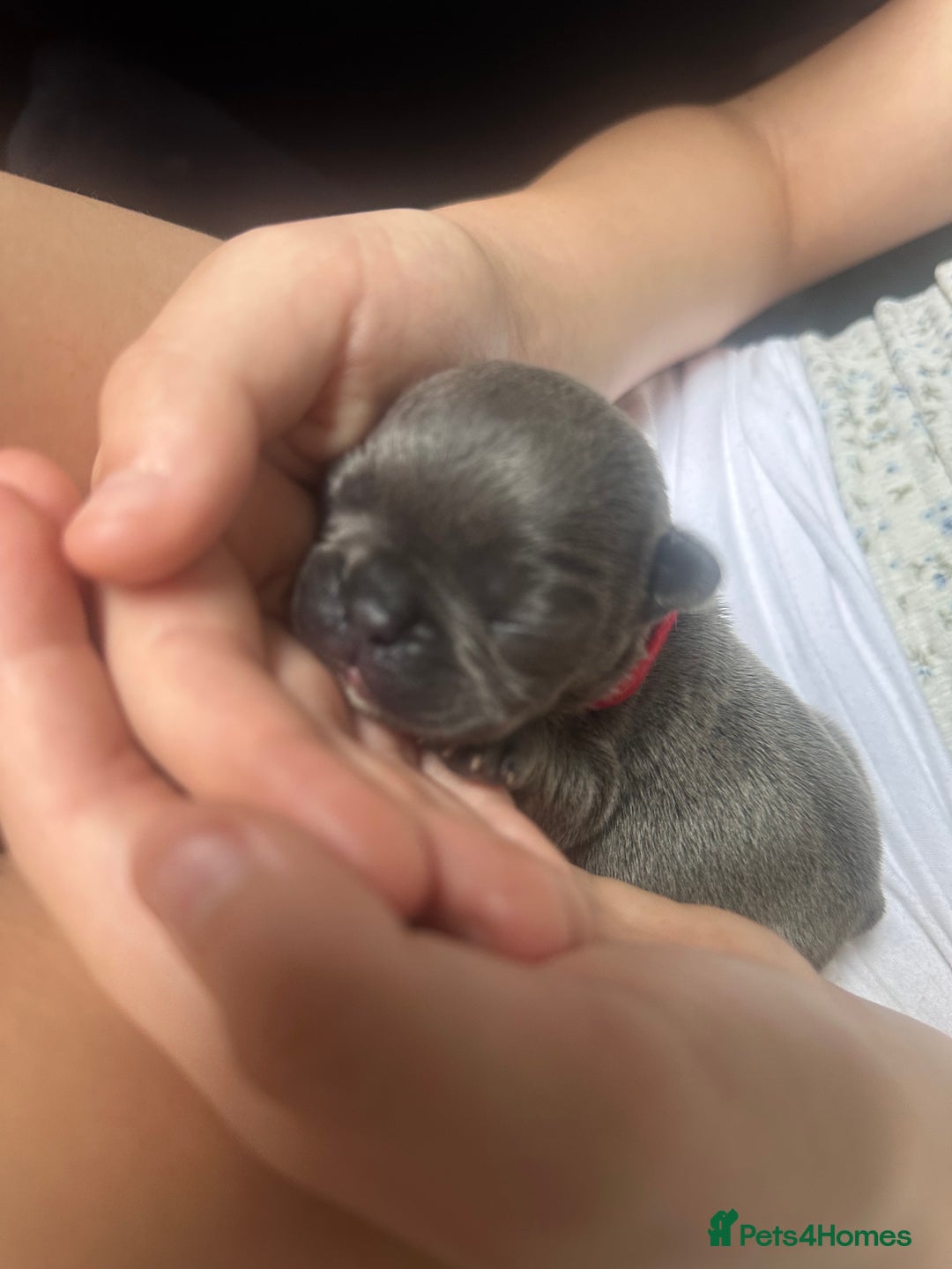 French Bulldog dogs for sale: French bulldog pups for sale  - Image 8