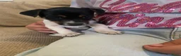 Jack Russell dogs for sale: Very Rare Miniature Jack Russell Bobtail puppies  - Advert 2