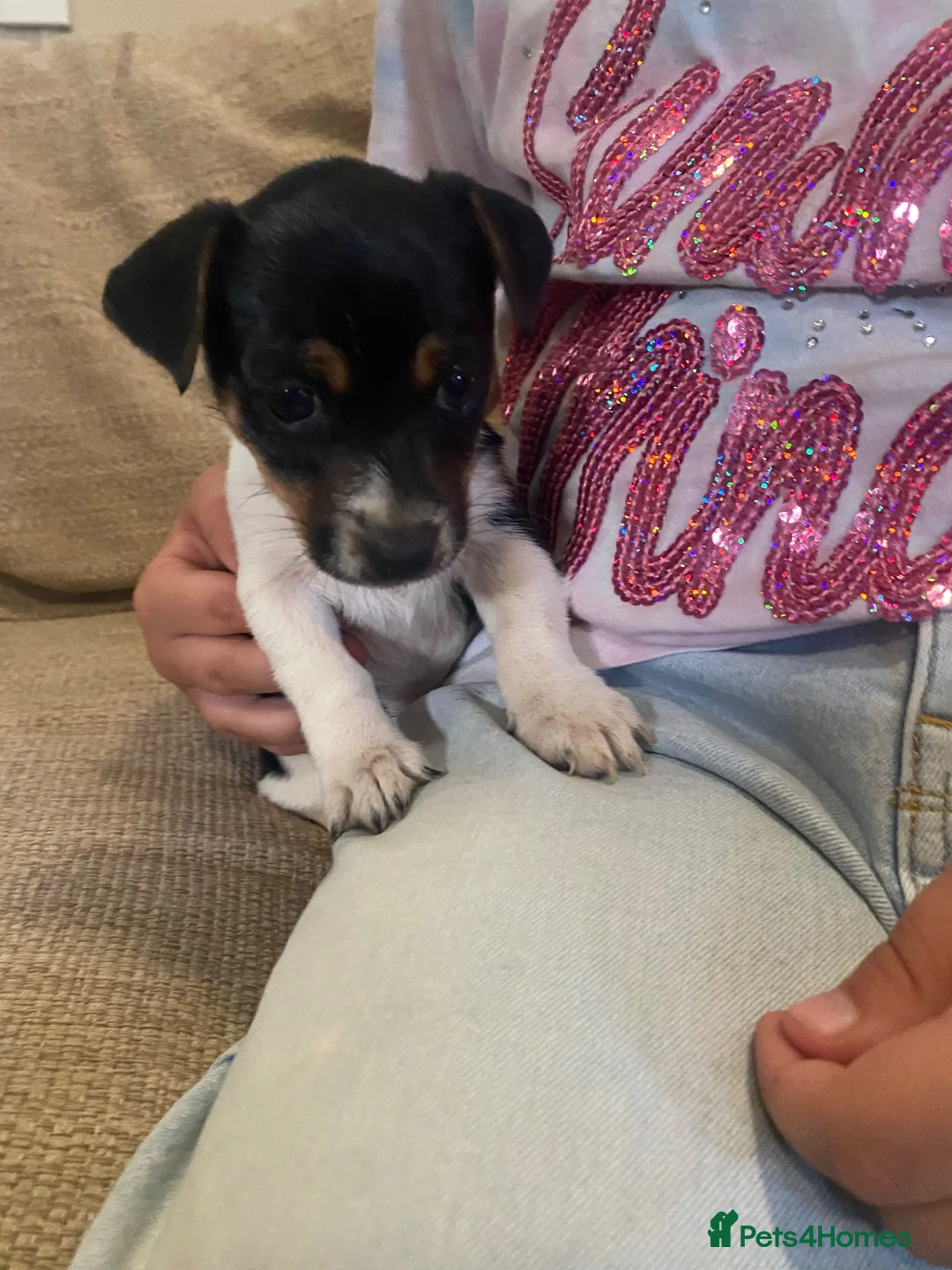 Jack Russell dogs for sale: Very Rare Miniature Jack Russell Bobtail puppies  - Advert 2