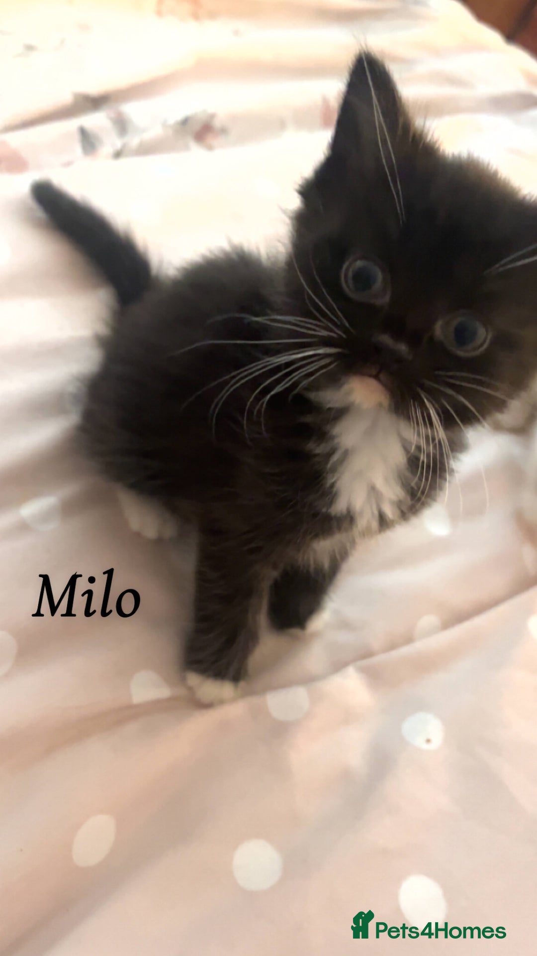 British Shorthair cats for sale: 3 kittens for sale - Image 6