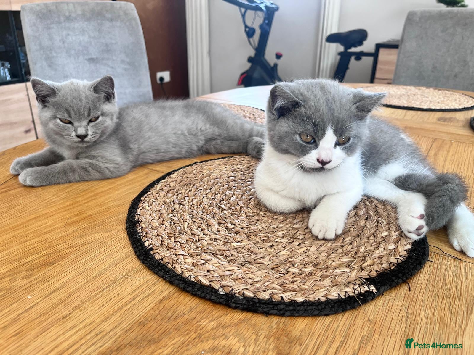 British Shorthair cats Lovely British Shorthair Kittens - Advert 14