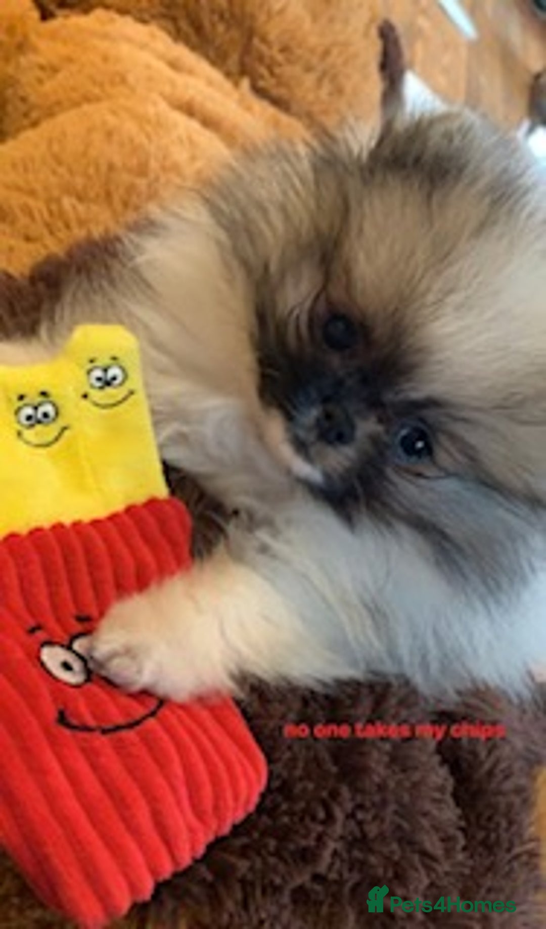 Pomeranian dogs for sale: Cecil the Pomeranian - Image 10