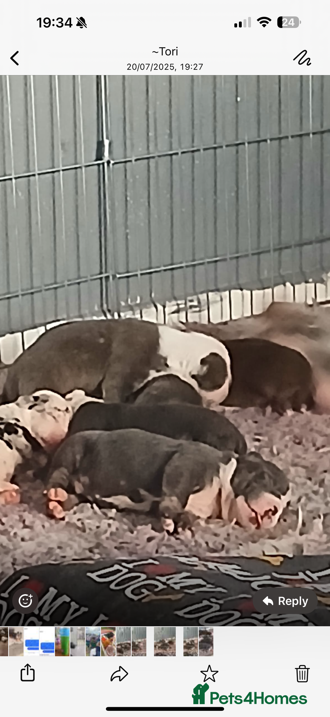 Olde English Bulldogge dogs for sale: English bulldogs  - Image 9