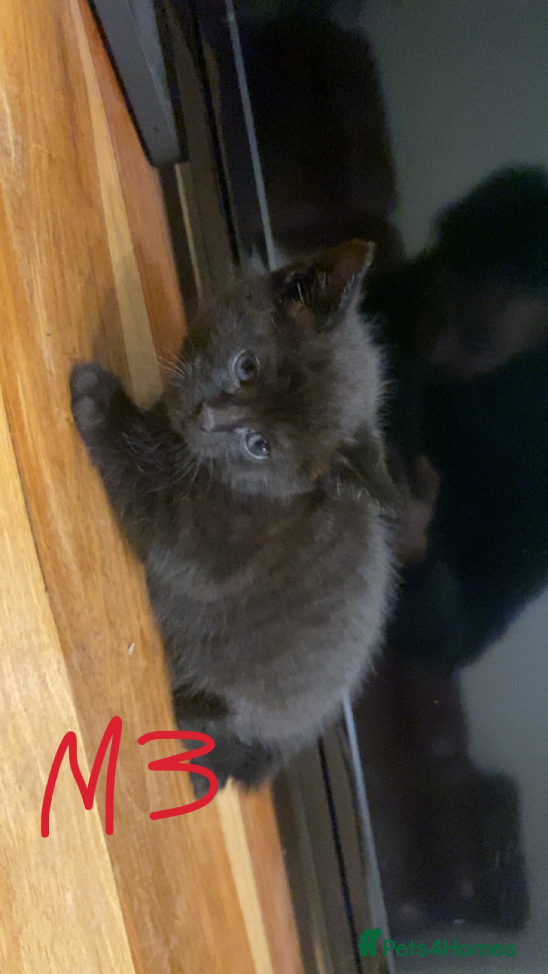 Mixed Breed cats for sale: 4x Tabby😻Babies ready ✅  - Advert 12