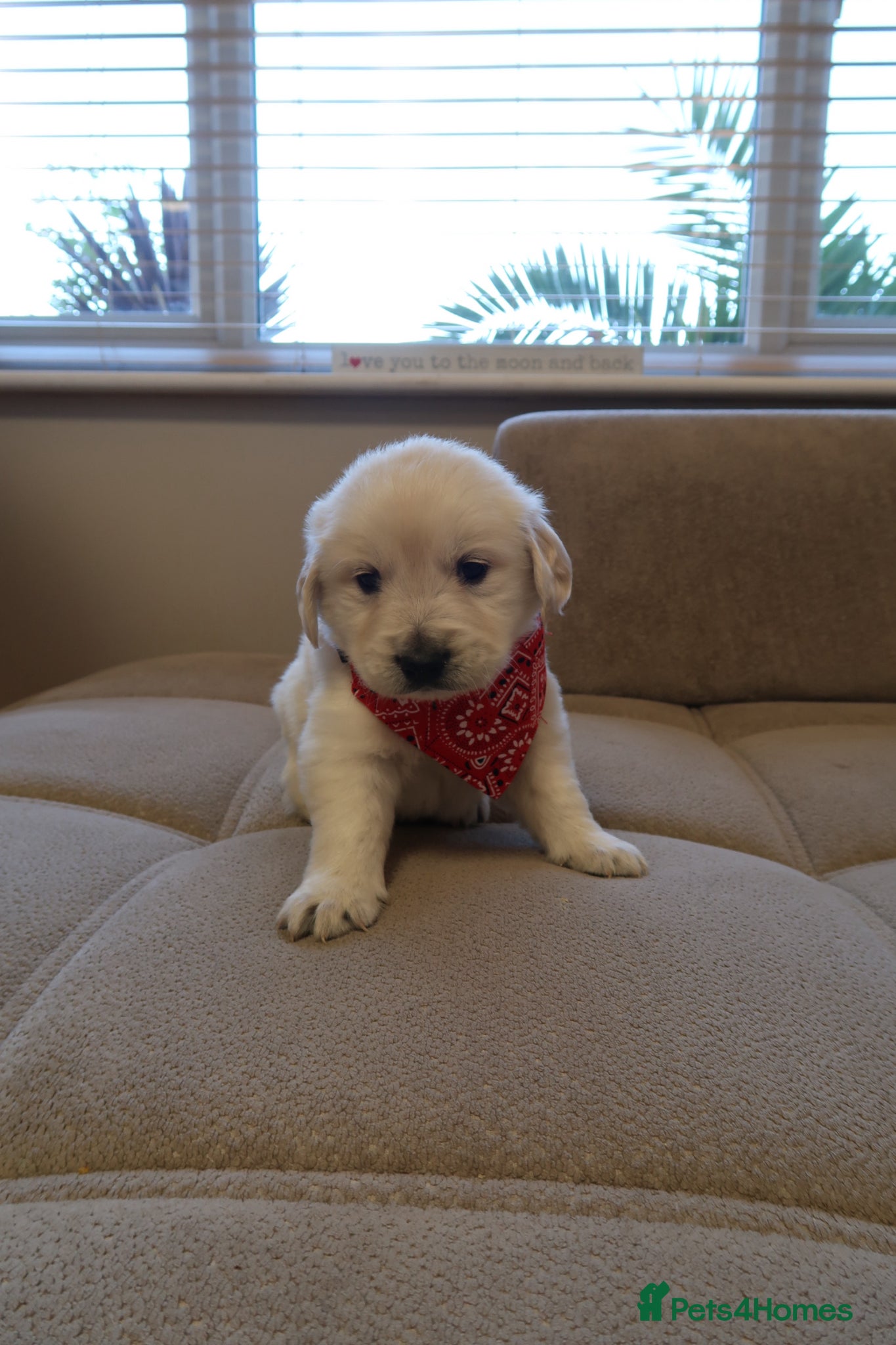 Golden Retriever dogs for sale: Pure bread puppies - Advert 13