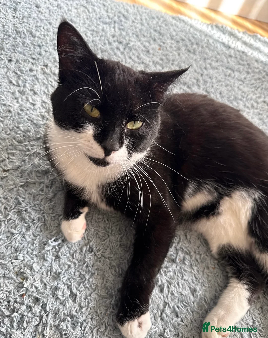 Mixed Breed cats for sale: Male cat  in Chester - Advert 3