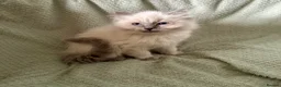 Ragdoll cats for sale: Beautiful pure ragdolls  - Advert 10