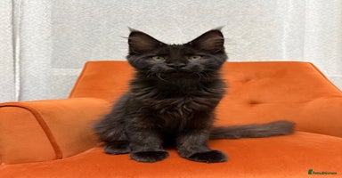 Maine Coon cats - Advert 1