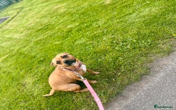 Staffordshire Bull Terrier dogs for sale: Red Staffordshire bull terrier puppies  - Image 9