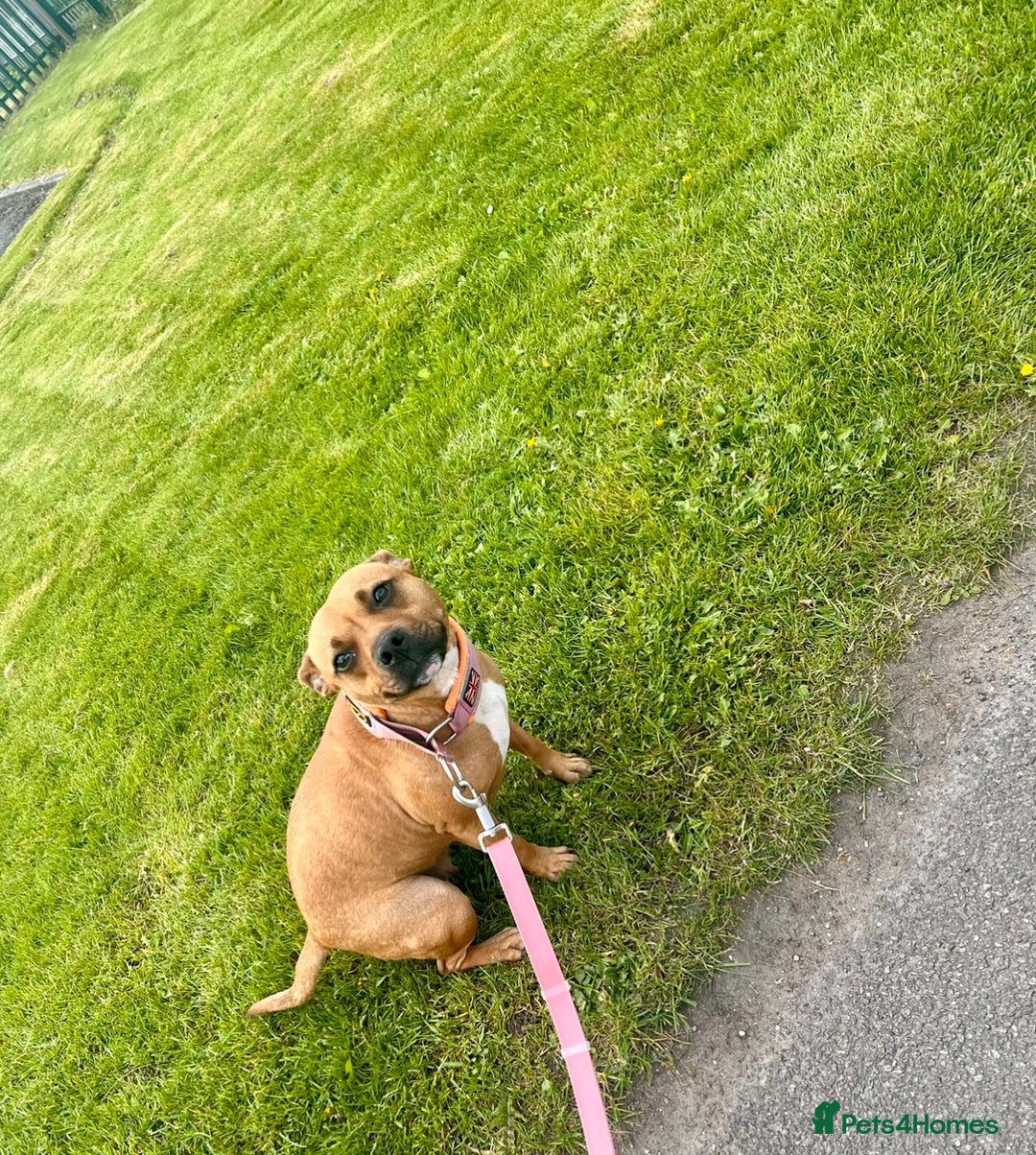 Staffordshire Bull Terrier dogs for sale: Red Staffordshire bull terrier puppies  - Image 9