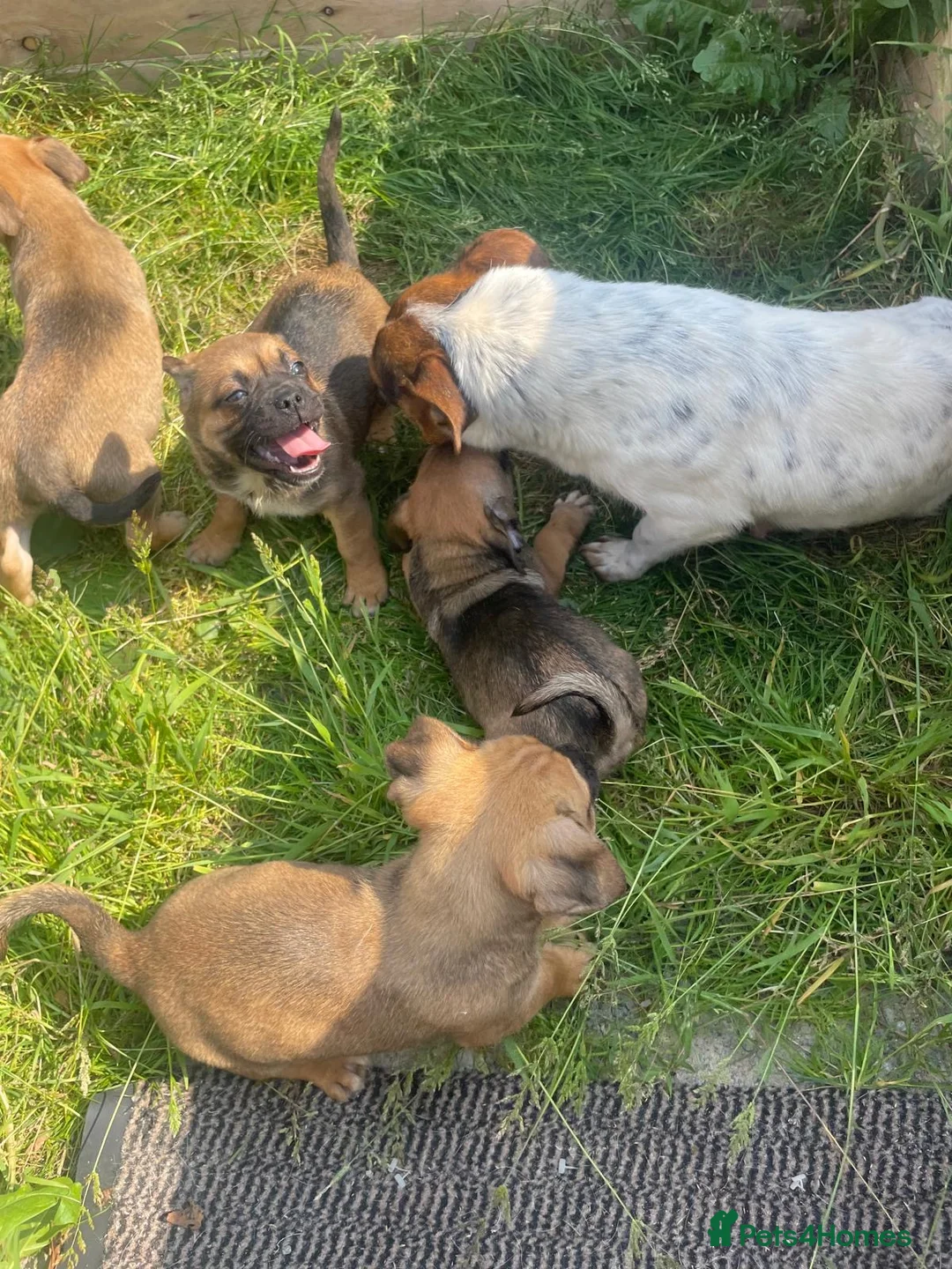 Jug dogs for sale: Jug puppies  in Frodsham - Advert 2