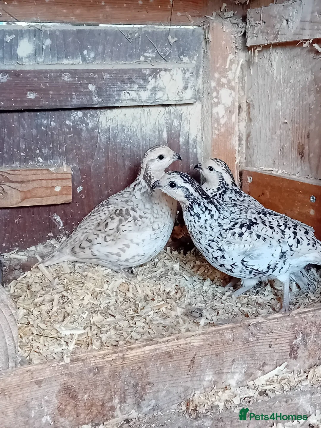 Quail poultry for sale: Snowflake Bobwhite Quail TRIO for sale - Advert 2