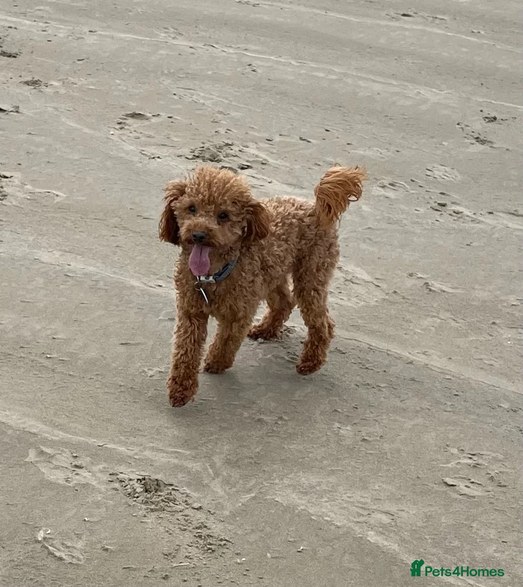 Toy Poodle dogs for stud: 2 RED BOYS FOR STUD in Burry Port - Advert 5
