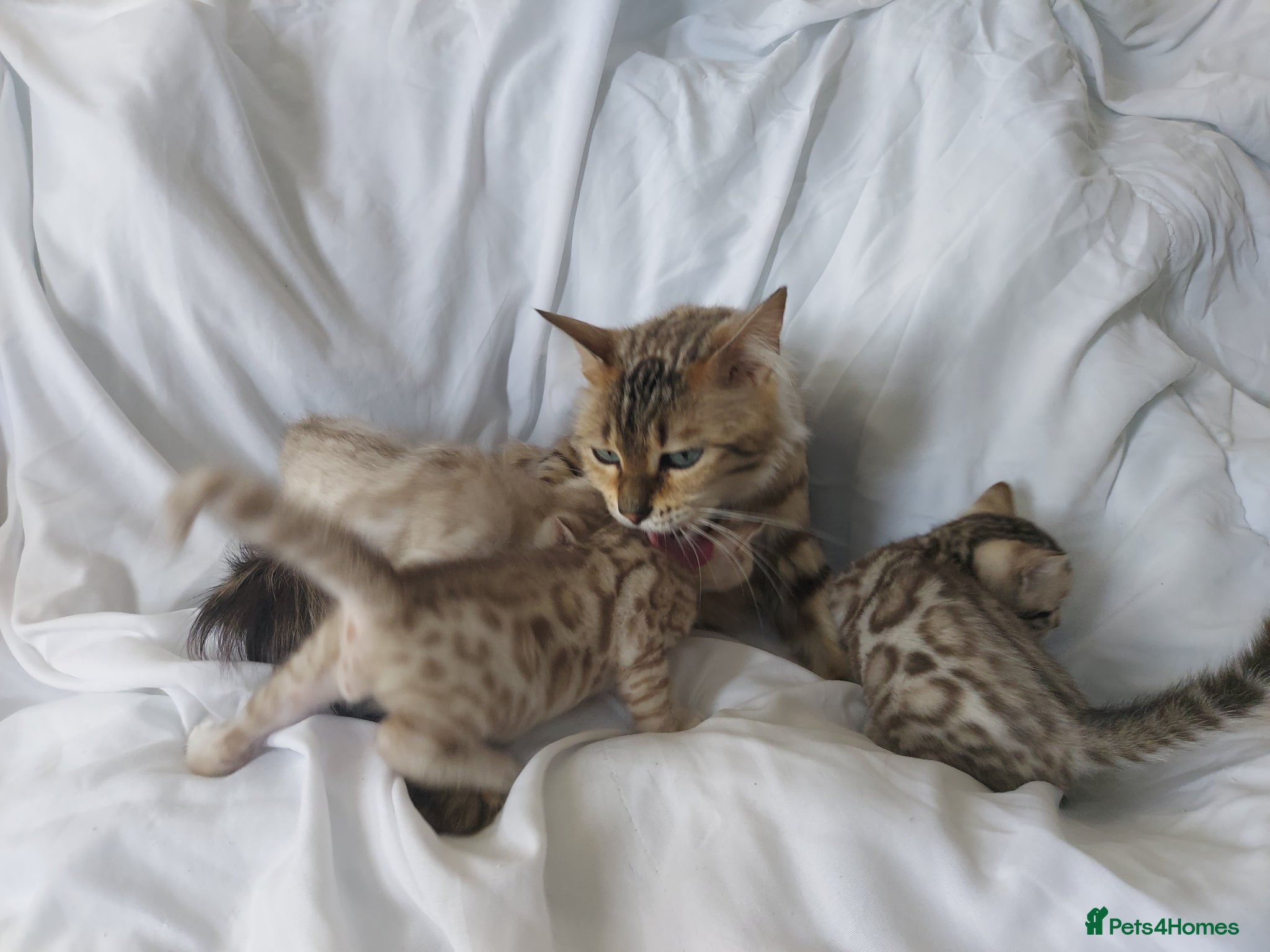 Bengal cats Pedigree Snow Bengal Kittens  - Advert 1