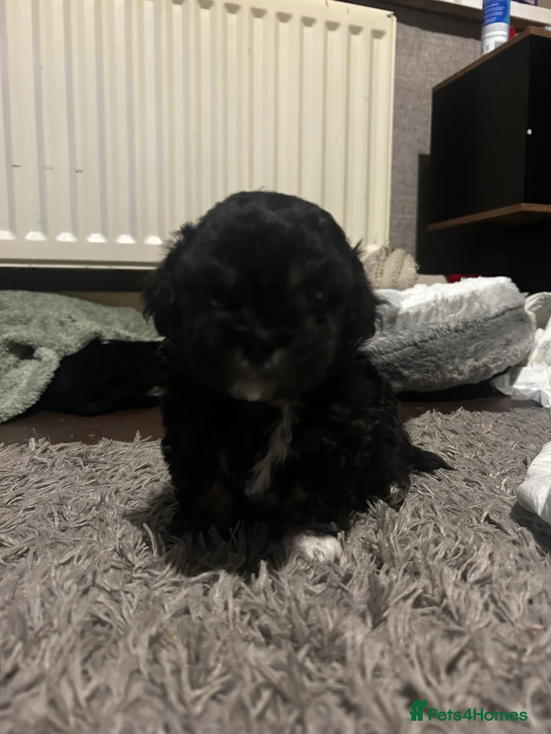 Mixed Breed dogs for sale: Stunning Chinese Crested X Shih Tzu - Advert 7