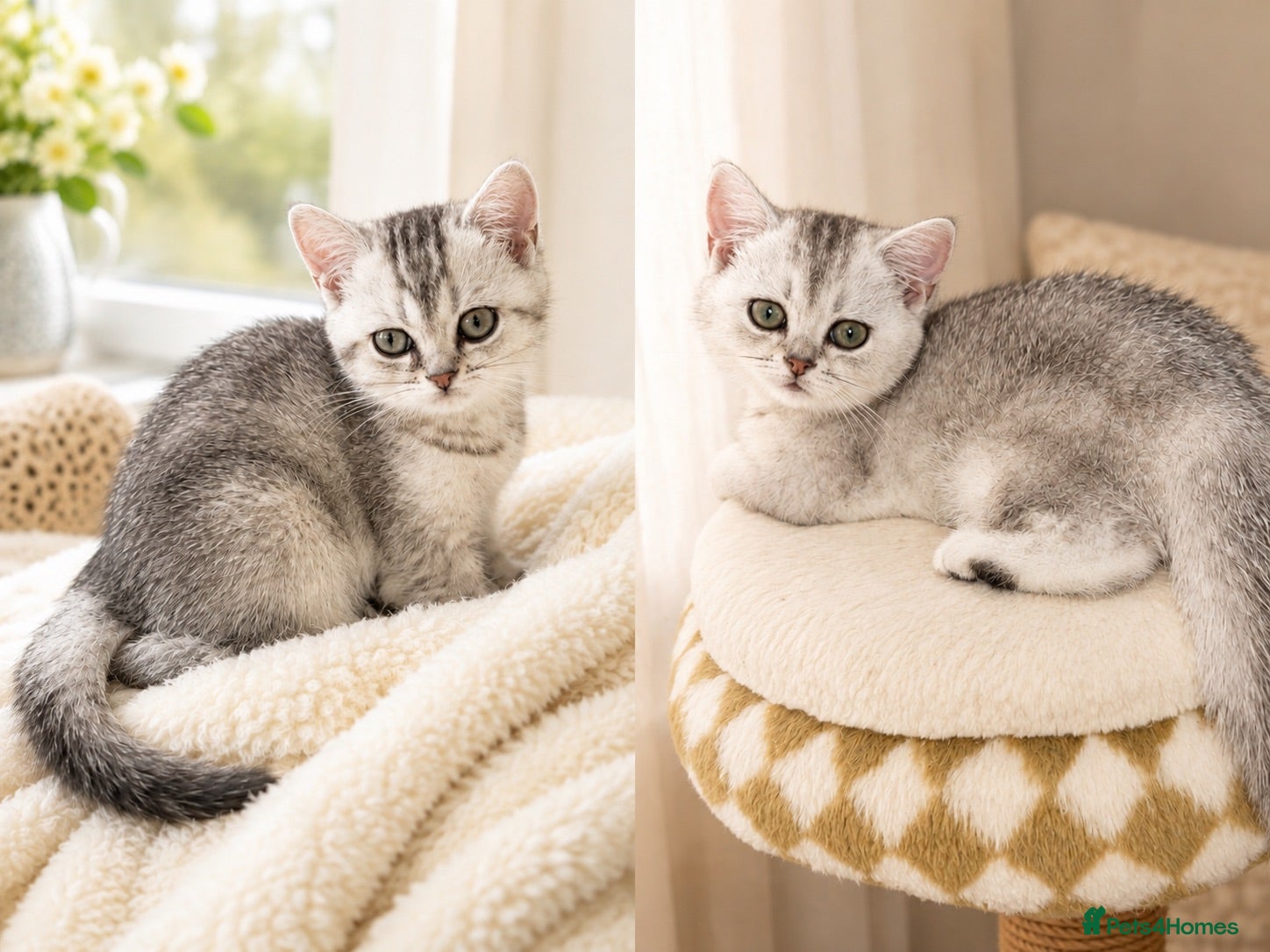 British Shorthair cats 🌟GCCF reg., Pedigree, BSH Silver chinchilla boys - Advert 5