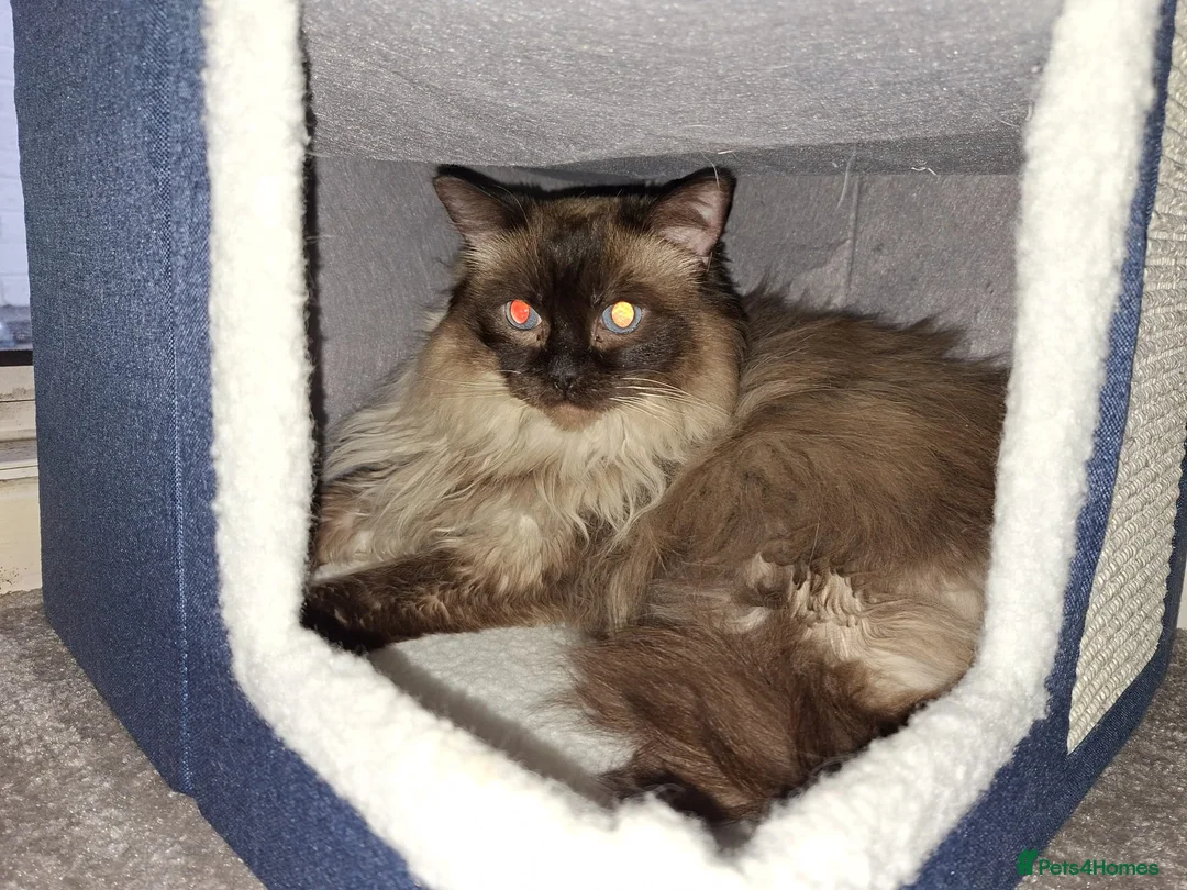 Ragdoll cats for sale: Beautiful Seal Point Ragdoll - Advert 2