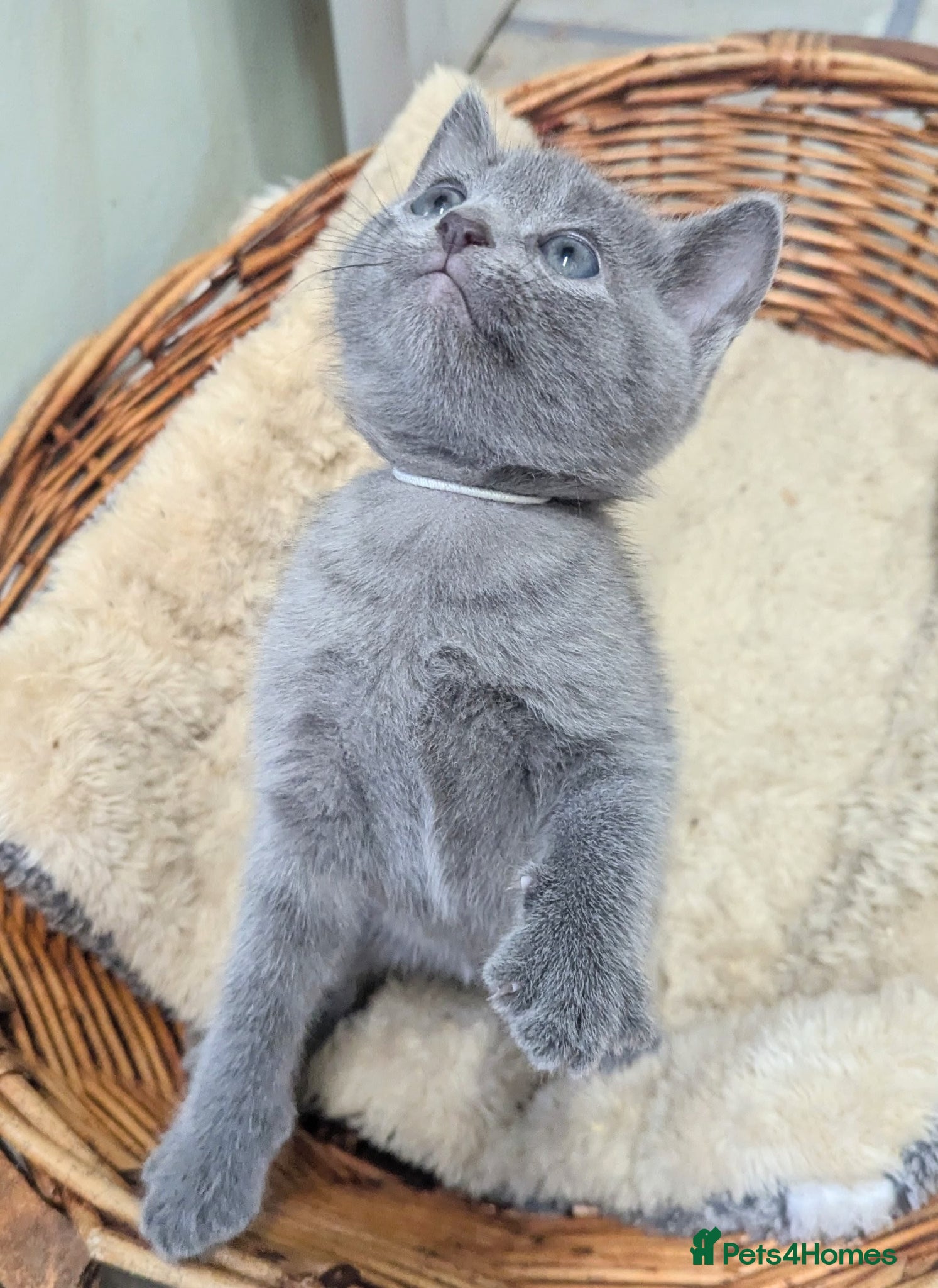Russian Blue cats TICA Pedigree kittens - Advert 2