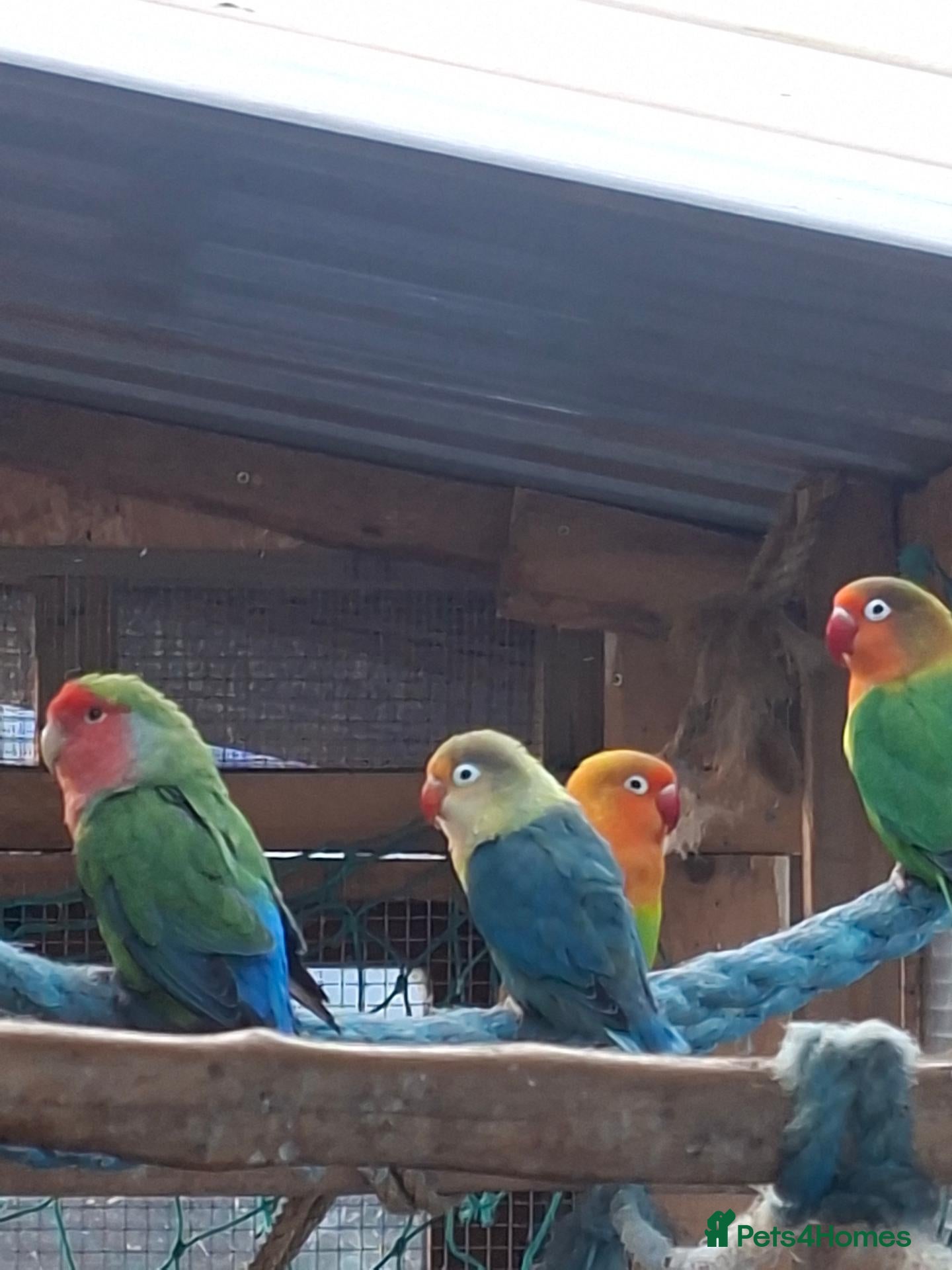 Lovebirds birds LOVE BIRDS MIXED GROUP - Advert 6