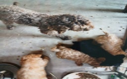 Cockapoo dogs for sale: My small cockpapoo - Image 2
