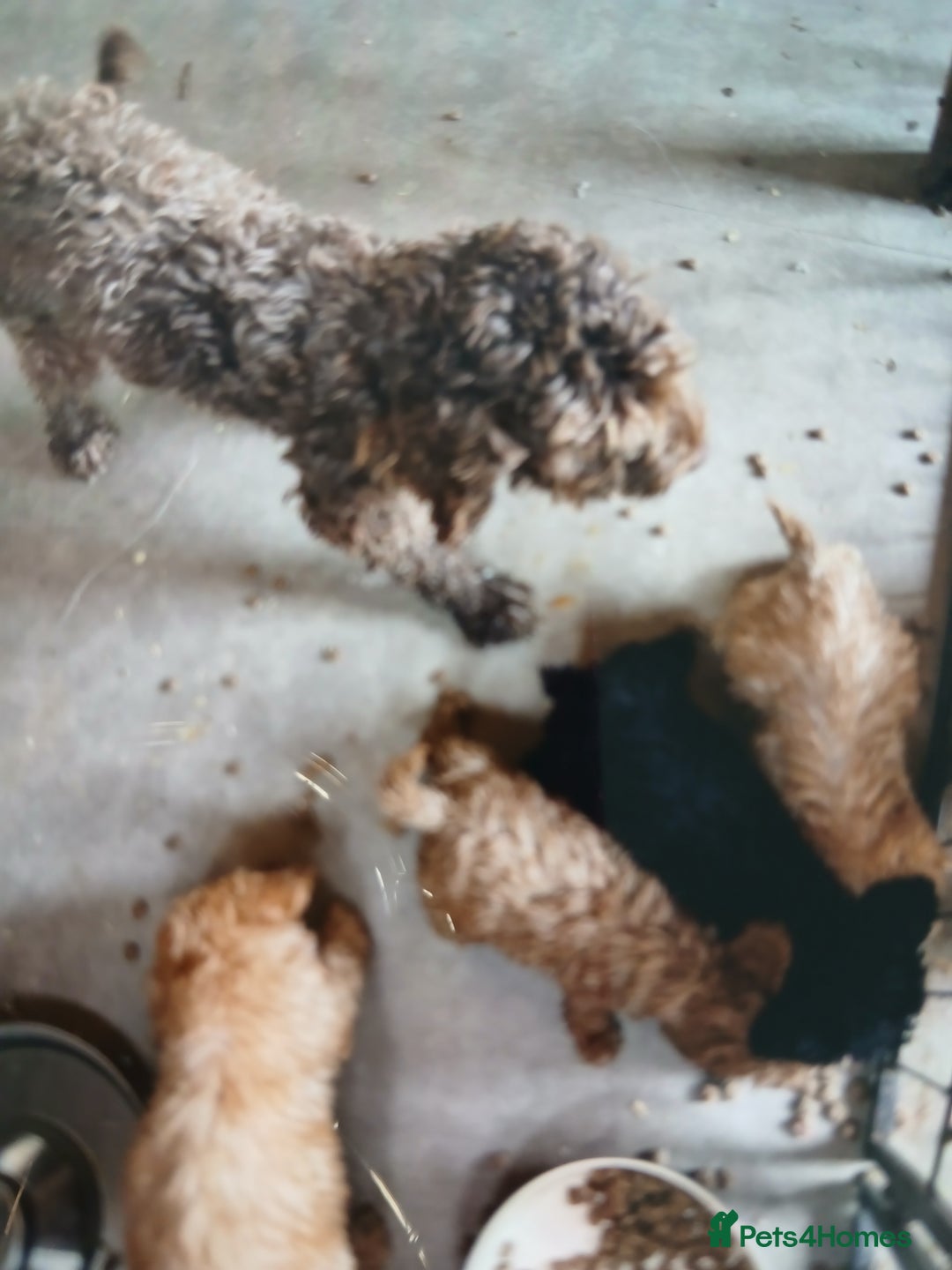 Cockapoo dogs for sale: My small cockpapoo - Image 2