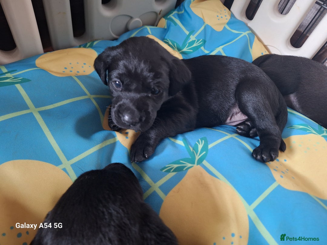 Labrador Retriever dogs for sale: Pedigree Black labrador pups  - Image 8