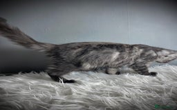 Maine Coon cats for sale: GCCF Black Smoke Female Maine Coon Kitten  - Image 4