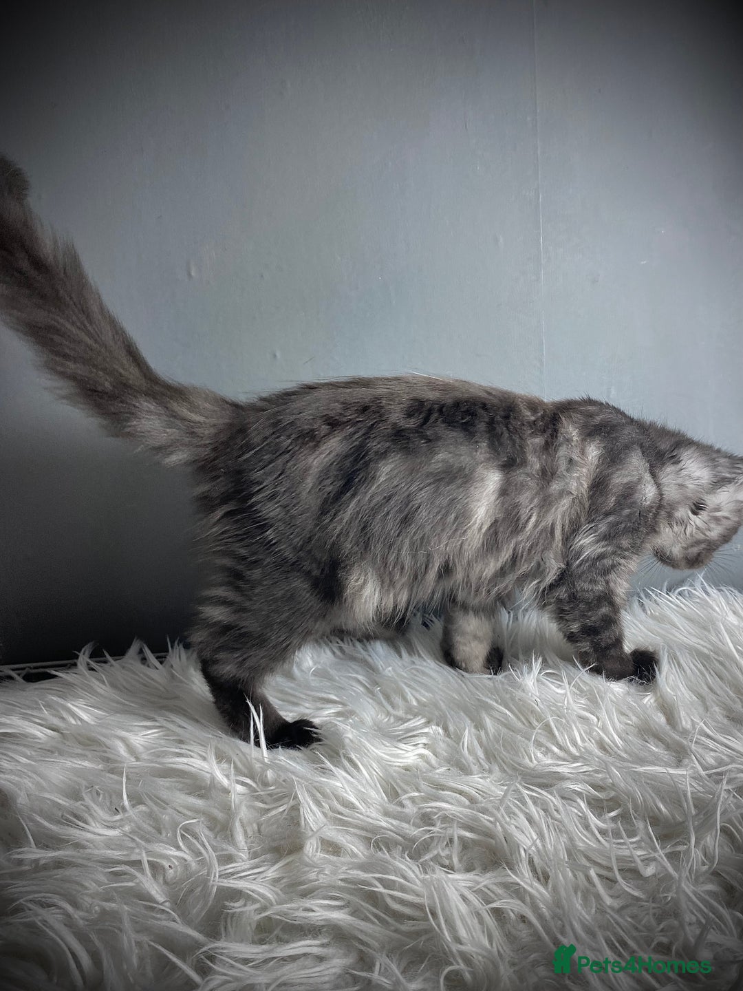 Maine Coon cats for sale: GCCF Black Smoke Female Maine Coon Kitten  - Image 4