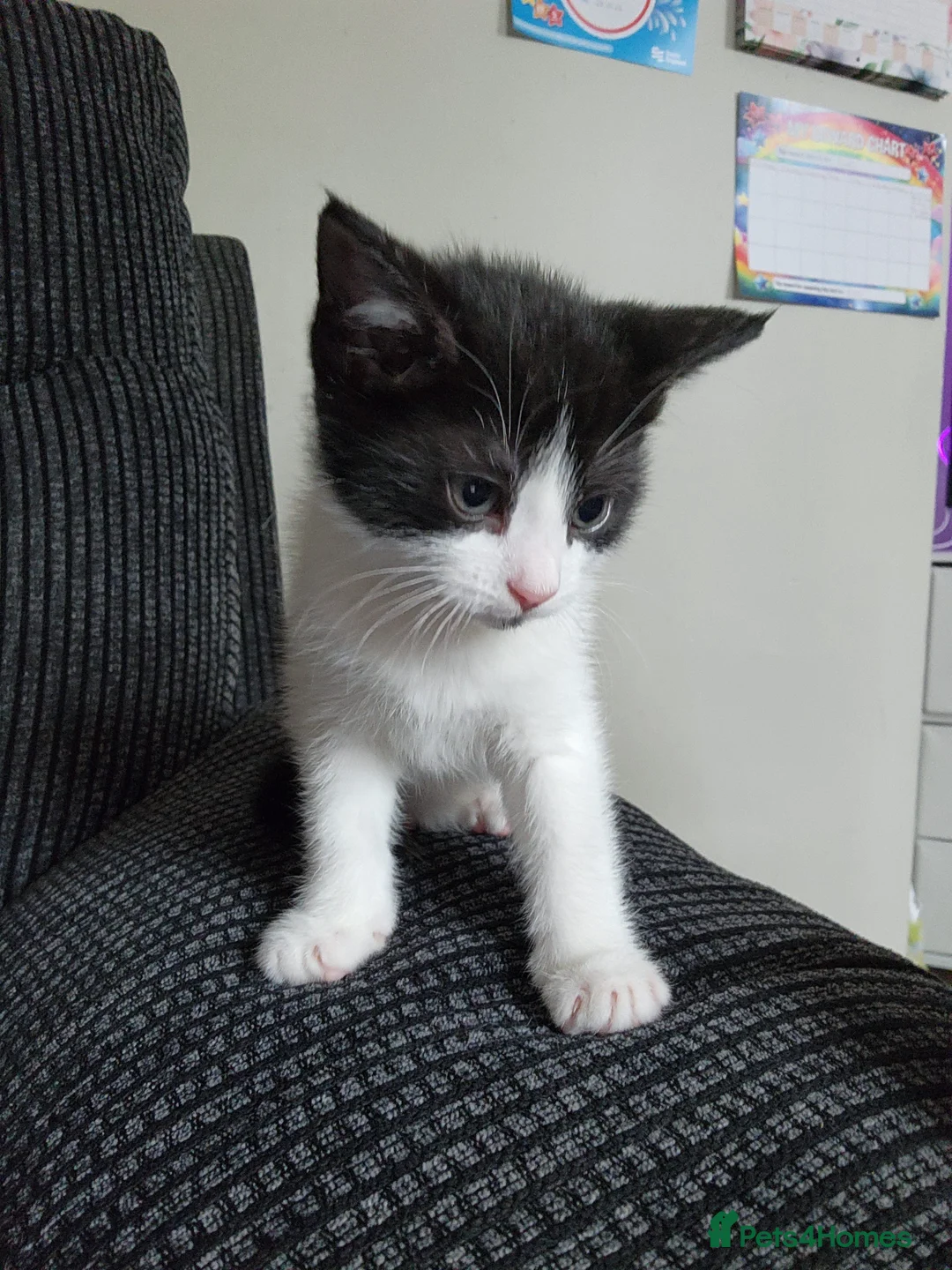 Mixed Breed cats for sale: 2 beautiful boys  - Advert 2