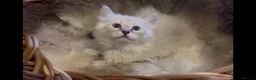 Siberian cats for sale: Lovely Siberian Girl 🤗 - Advert 3