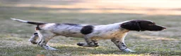 English Springer Spaniel dogs for sale: Kennel club registered Springer Spaniel Puppies - Advert 32