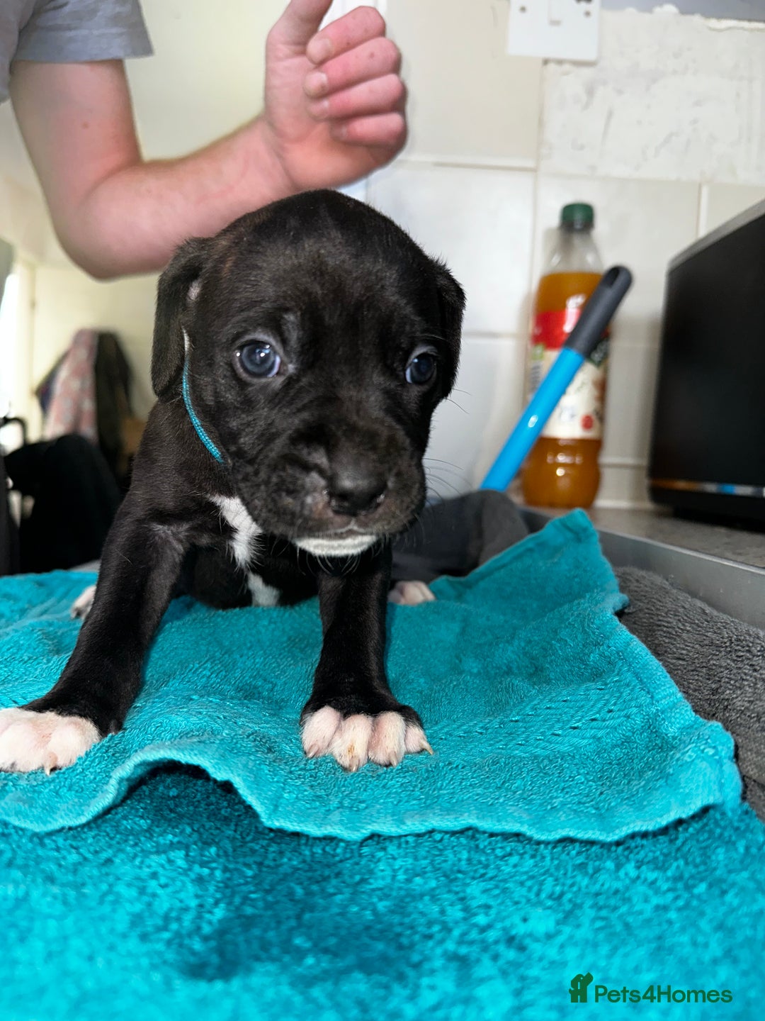 Mixed Breed dogs for sale: Cane corso X staff - Image 19
