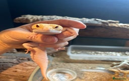 Leopard Gecko reptiles for sale: 2 Female Leopard Geckos for Sale - Image 2