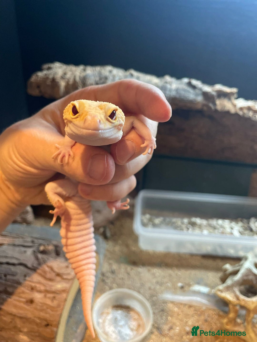 Leopard Gecko reptiles for sale: 2 Female Leopard Geckos for Sale - Image 2