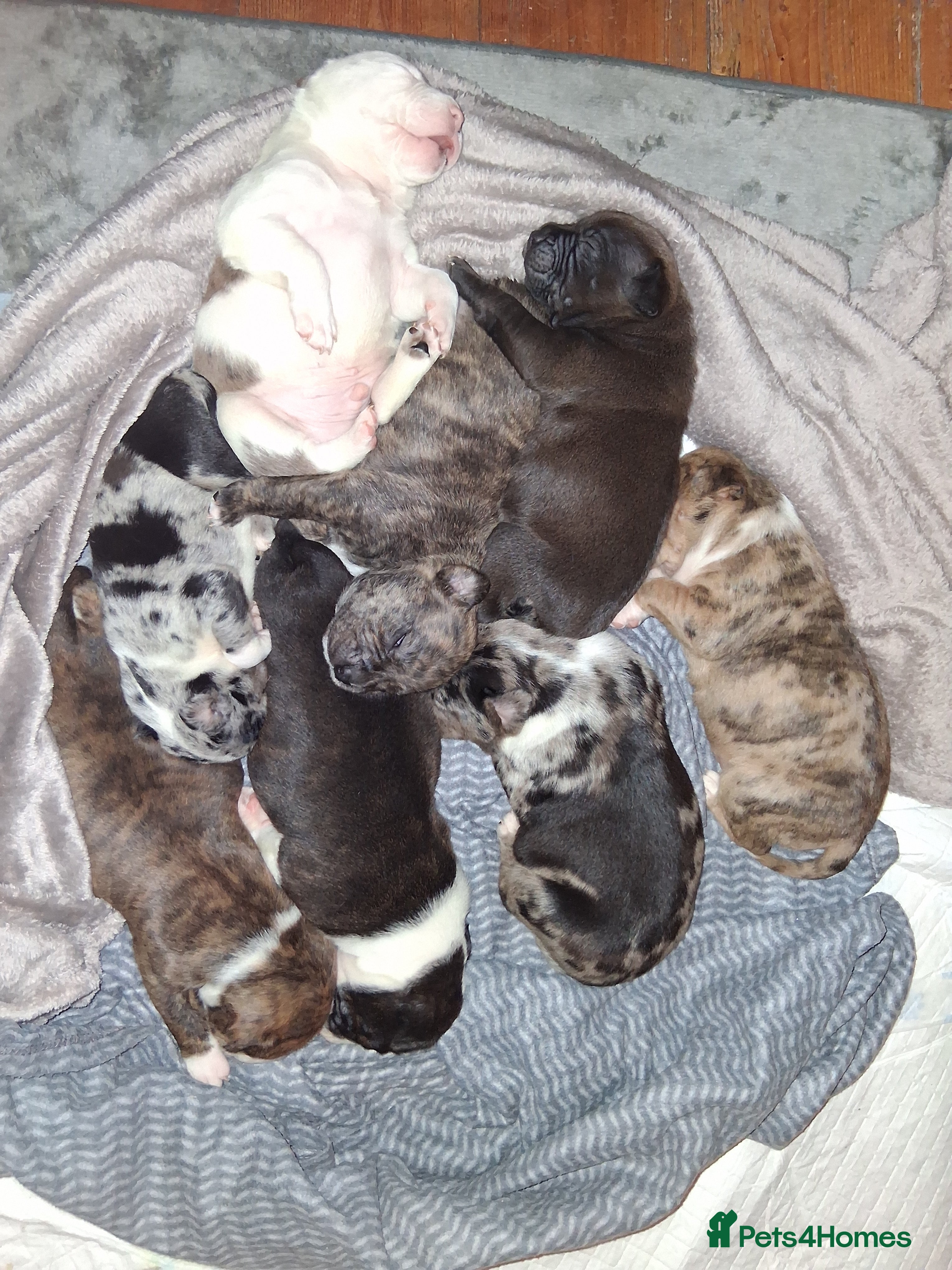 Mixed Breed dogs Beautiful American bully x staff pups.  - Advert 1