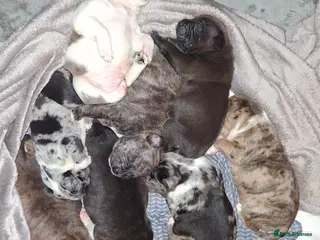 Mixed Breed dogs Beautiful American bully x staff pups. - Advert 1