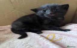 Mixed Breed cats for sale: 5 gorgeous kittens - Image 4