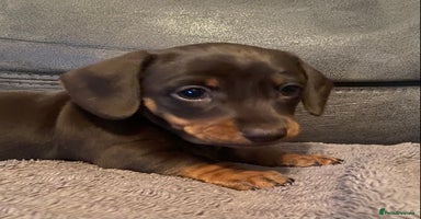 Miniature Dachshund dogs Smooth Coat Mini Dachshund - Advert 9