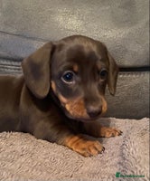 Miniature Dachshund dogs Smooth Coat Mini Dachshund - Advert 9