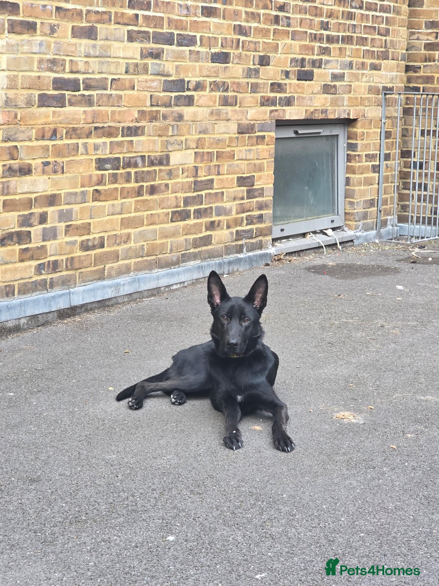 German Shepherd dogs Black male German shepherd  - Advert 1