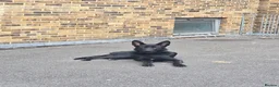 German Shepherd dogs for sale: Black male German shepherd  - Advert 1
