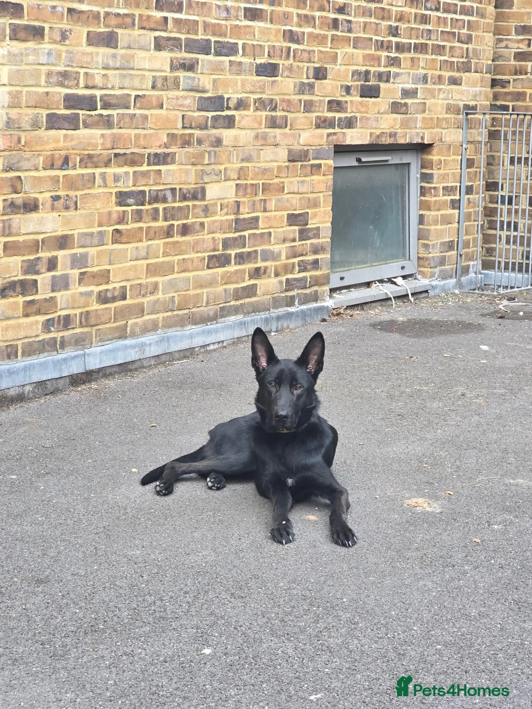 German Shepherd dogs for sale: Black male German shepherd  - Advert 1