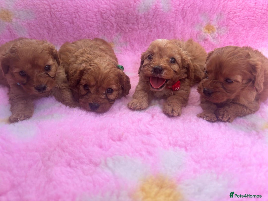 Cavapoo dogs for sale: *red cavapoos* - Image 7