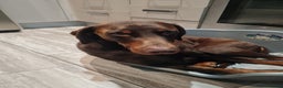 Dobermann dogs for sale: Chocolate doberman dexter - Advert 4