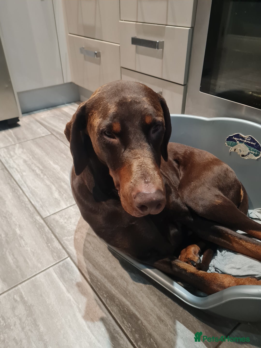 Dobermann dogs for sale: Chocolate doberman dexter - Advert 4