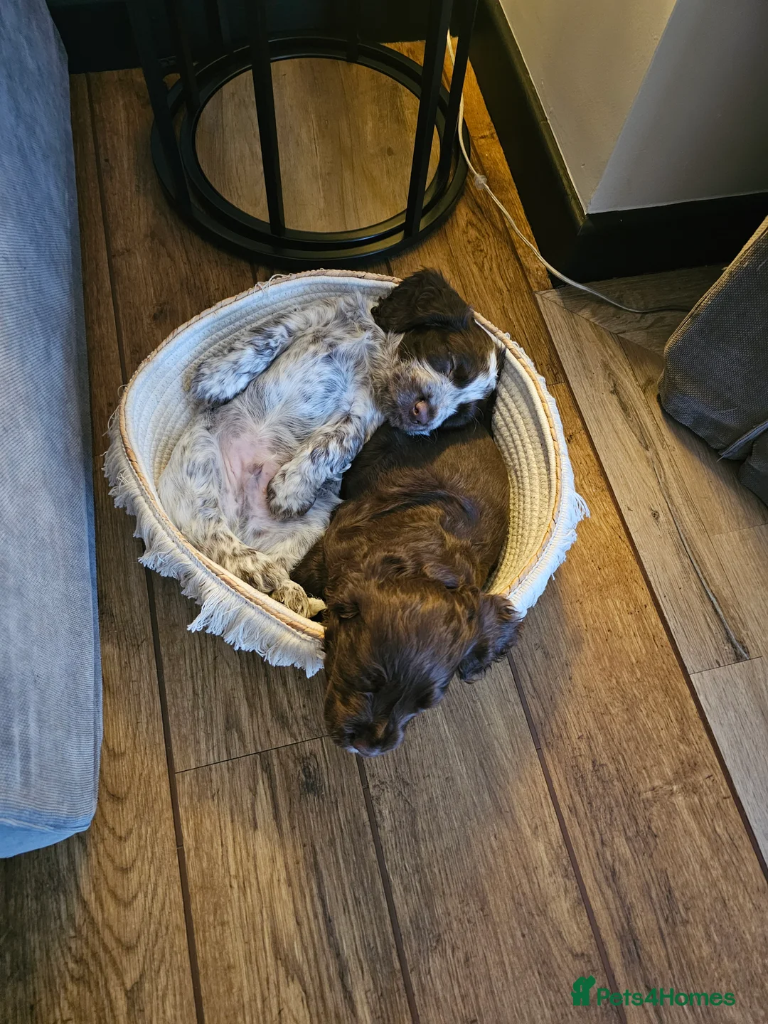 Cocker Spaniel dogs for sale: Male cocker spaniel pups - Advert 11