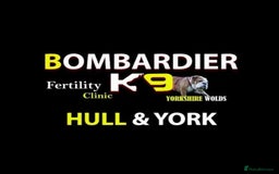 Miniature Poodle dogs for stud:  Chocolate Merle miniature poodle  in York - Image 27