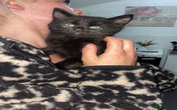 Mixed Breed cats for sale: 2 male black kittens  - Image 1