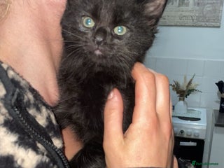 Mixed Breed cats - Advert 31