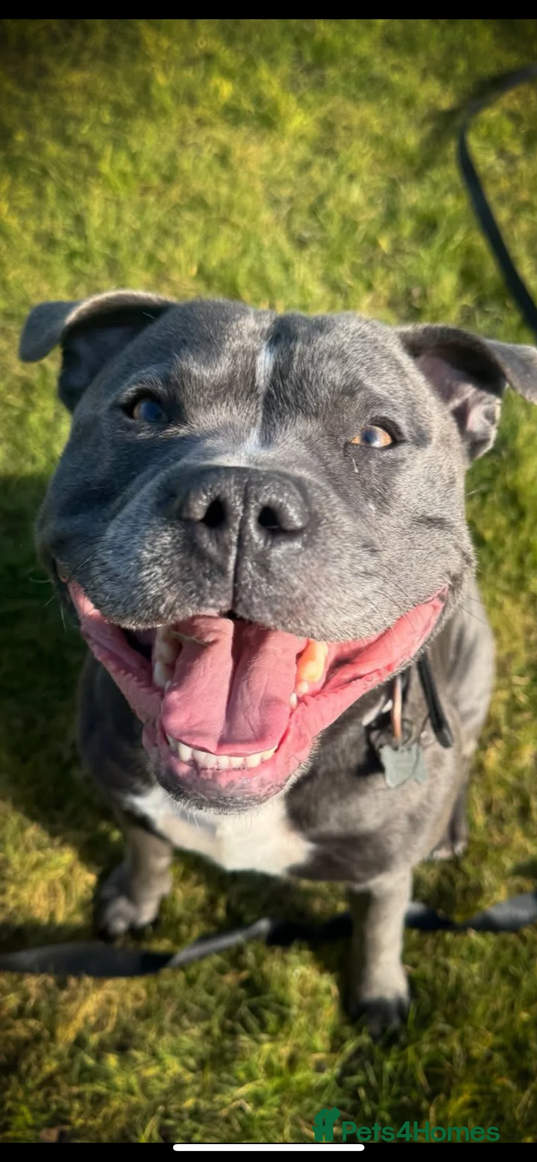 Staffordshire Bull Terrier dogs for stud: BLUE Staffy boy is ready for stud  - Advert 9